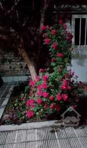 170متر ویلایی ارزنده کرج