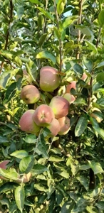 اجاره باغ سیب با سیب با کیفیت زرد وقرمز