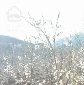 100 و 160 متر باغ میوه گیلاس ، سیب