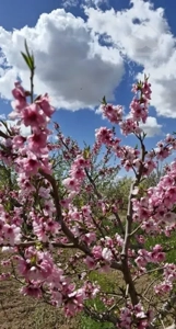 فروش واحد نوساز تک واحدی 84متز