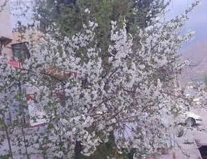 رهن آپارتمان ۸۰ متری ۲ خوابه در بلوار کشاورز