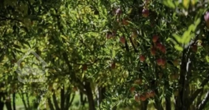 زمین۱۰۹۳ متری سنددار در رودبار قصران