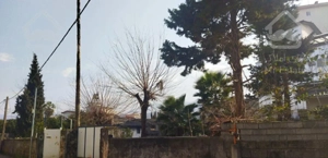 1100متر/باغ ویلا/سند ششدانگ/چالوس دانشگاه آزاد