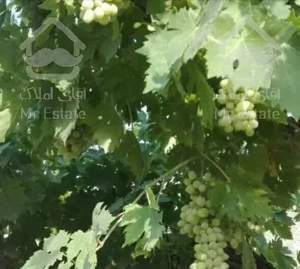 باغچه 450 متری در انجم آباد