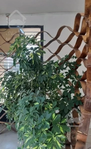 ۱۱۷ متر دو کله نور فول بازسازی