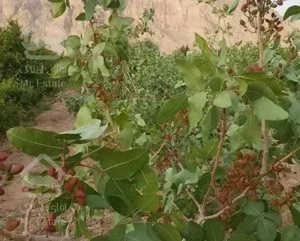 1000متر زمین سندداربادرختان میوه و امکانات ووام 4%