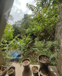 ۲۲۰ متر / دورتادور پنجره / کاخ سعد آباد