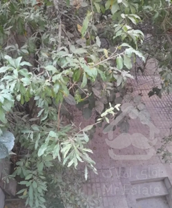 اجاره اپارتمان دو اتاق خواب و حیاط ۲۵ متری ط همکف