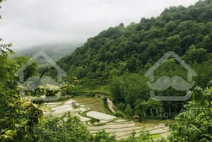 سویت مستقل در جنگل بابل(بندپی شرقی)