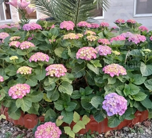 رهن‌و‌اجاره  طبقه همکف ویلای لاکچری