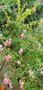 ویلا جنگلی در دل طبیعت