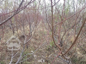 باغ و باغچه در شهریار حصارساتی