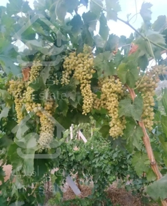 اجاره باغ انگور