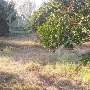 فروش زمین ۱۰۰۰ متری در منطقه باغی آمل