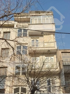 ۵۰ متر تک واحدی کاج شمالی