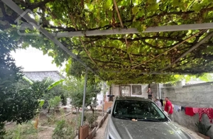 شمال سیمرغ کیاکلا