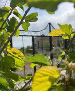 باغ ویلا شخصی دریابک‌