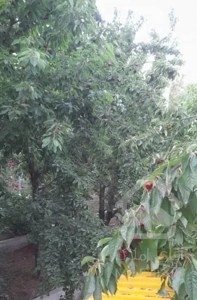 زمین در امامه