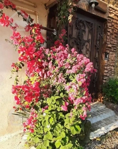 ویلا چوبی جنگلی با آبشار داخل سالن پذیرایی