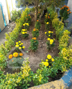 خدمات باغی و طراحی و کاشت فضای سبز و محوطه سازی