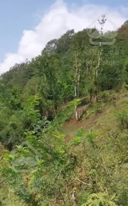 زمین و ویلاجنگلی  روستای برند سیاهکل