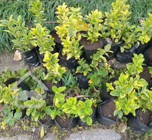 گل وگیاه شمشاد پرتغالی