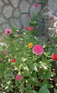 ویلا باغ در اهر