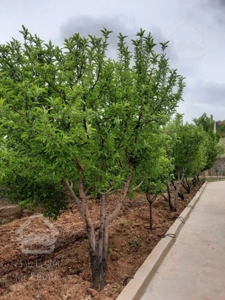 ویلا مشرف به رودخانه اکازیون