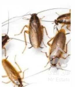 سمپاشی سوسک ریزسم پاشی کامل