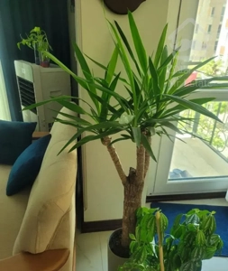 کاشانی .رامین شمالی 3 خوابه
