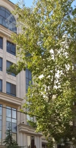 اجاره واحد ۲۲۰ متری فول فرنیش زعفرانیه