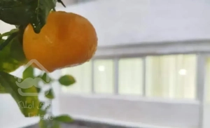 رهن یکساله خانه سه خواب سام و زال،حیاط دار لوکس