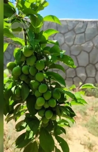 ویلا باغ زمین دور دیوار