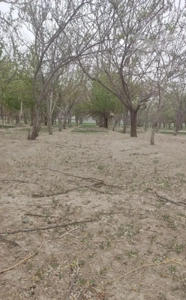 باغ ویلای آماده ساخت ساز