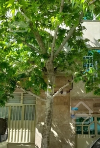 ۷۰متری خیابان ۱۳۹تمیز