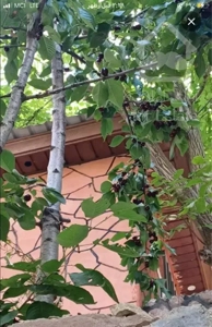 باغ ۱۲۵۰مترسنددار تفکیکی چهار دیواری و بنای ۵۰ متر