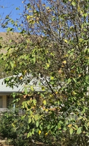 منطقه ویلایی باغچه با بنا