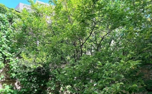 اجاره آپارتمان ویلایی مرکز شهر ۲۸۶ متر