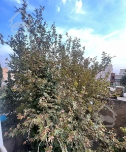 دولت /سه راه نشاط /118متر 3خواب/ تخلیه