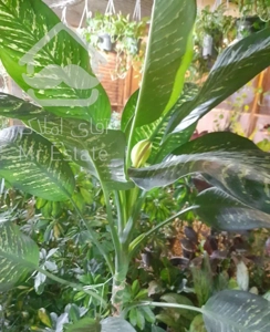 گل خونه ۲۵ متر