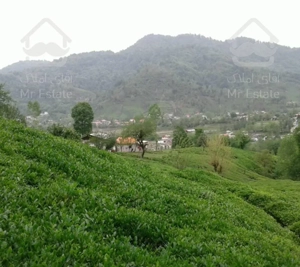 ویلا جنگلی درخود قلعه رودخان باویوبهشتی