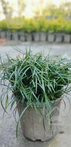 گل و گیاه طبیعی،شمشاد طلایی ، چمن (یال اسبی)