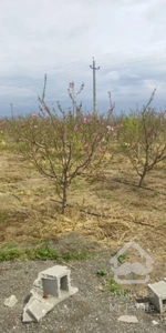 باغ ۳۰۰متر .با آب .نزدیک جاده نظرلو