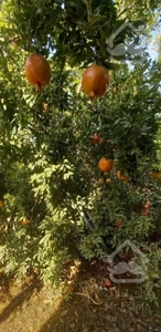 باغ کهک جنب دانشگاه پیام نور585متر