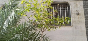 خونه دارم، همخونه