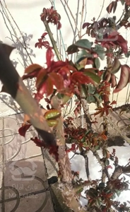 اجاره ویلا در مرکز شهر کلیبر با امکانات کامل