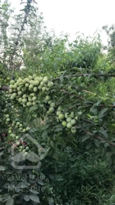 رهن و اجاره در نیاوران 200متر تکواحدی مشرف به باغ