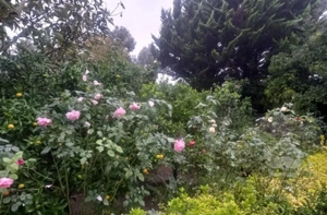 رهن و اجاره آپارتمان متلقو خ آرا