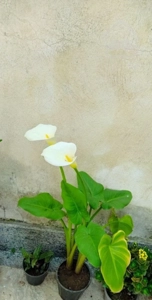 ۳۰۰ متر ویلا دوبلکس بیج طش فرودگاه جاده انزلی