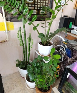 فروش واحد یک خواب رجا